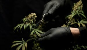 Cutting cannabis plant