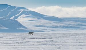 A Polar bear surrounded by arctic wilderness