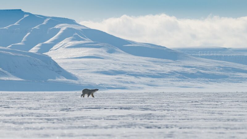 A Polar bear surrounded by arctic wilderness