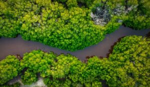 Aerial view of river and mangroves