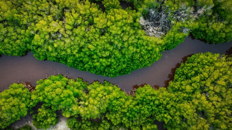 Aerial view of river and mangroves